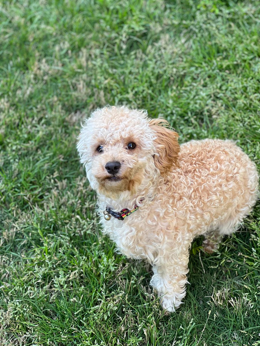 A happy apricot poodle on green grass